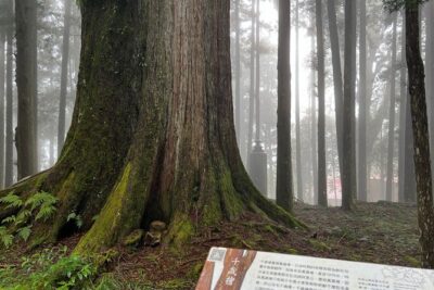 Alishan Day Tour from Chiayi (Incl. Park Entrance)