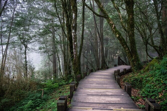 Alishan Join In Day Tour from Taichung (Incl. Park Entrance) - Why Alishan is worth the long ride