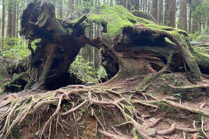 Alishan One Day Tour from Taichung - Longyin Temple brings Taiwan’s mountain culture into view