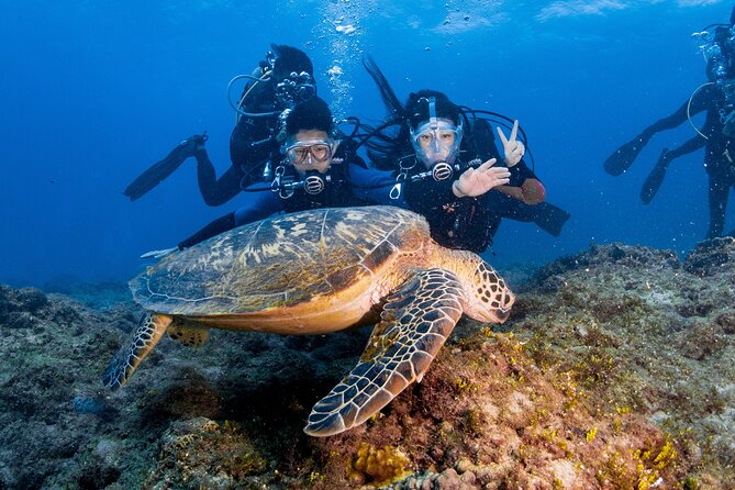 Discover Scuba Diving With Sea Turtles – Xiaoliuqiu, Taiwan - Meeting turtles, puffers, eels, and octopus