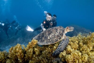 Discover Scuba Diving With Sea Turtles – Xiaoliuqiu, Taiwan