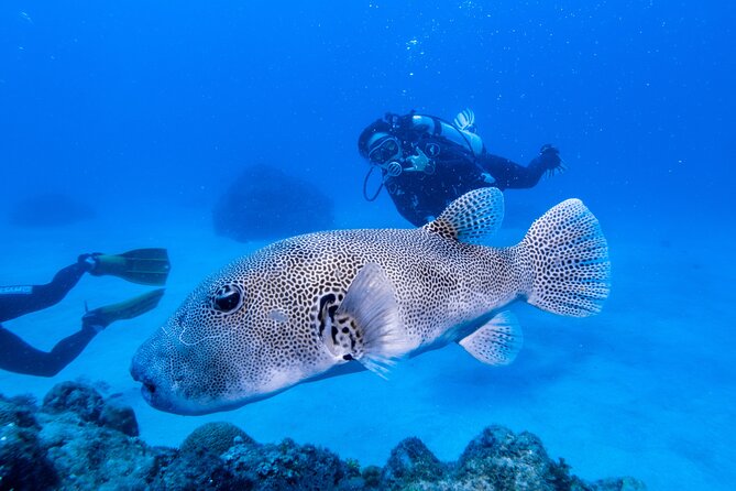 Discover Scuba Diving With Sea Turtles – Xiaoliuqiu, Taiwan - The $83 price and what you receive