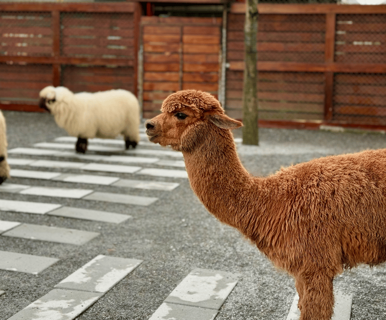 From Taipei: Private Custom Yilan Tour with Local Guide - Zhang Mei Ama’s Farm and the feel of rural Yilan