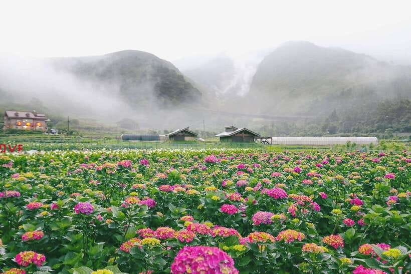 From Taipei: Private Yangmingshan Volcano and Nature Tour - Xiaoyoukeng’s fumaroles and sulfur ground