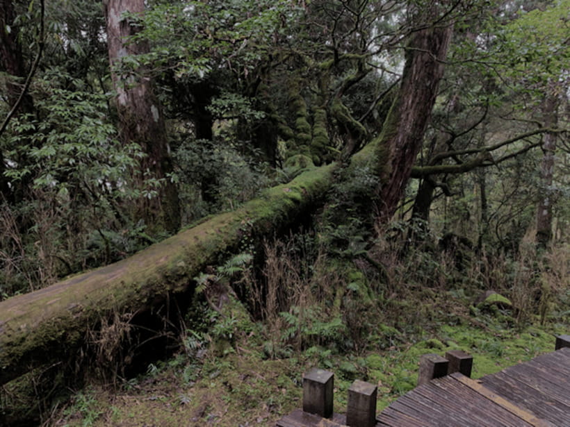 From Taipei: Taipingshan National Forest Private Day Tour - Should you book it?