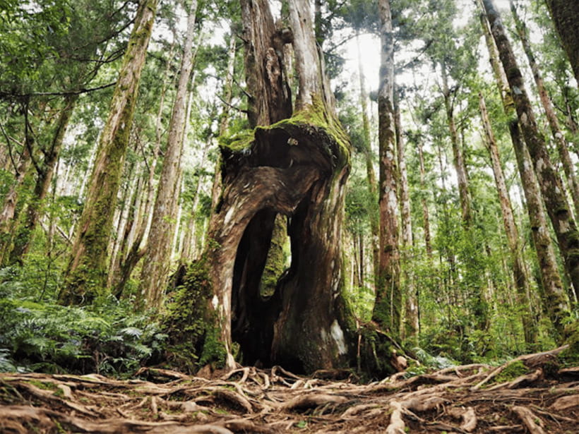 From Taipei: Taipingshan National Forest Private Day Tour - The long ride from Taipei