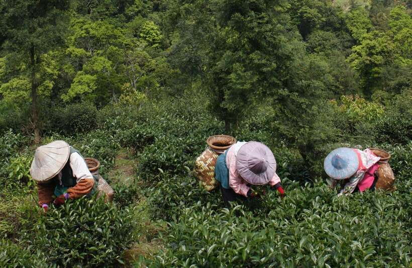 From Taipei: Thousand Island Lake and Pinglin Tea Plantation - Guides, language, and the feel of the day