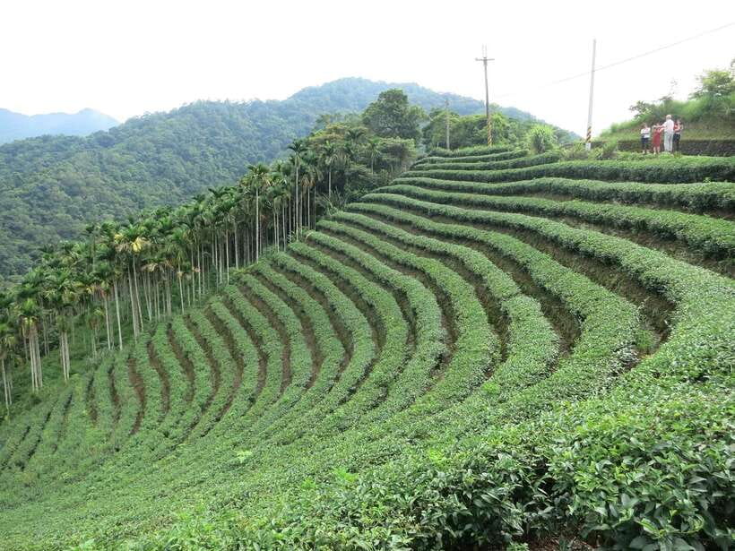 From Taipei: Thousand Island Lake and Pinglin Tea Plantation - The tea shop and the proper way to brew