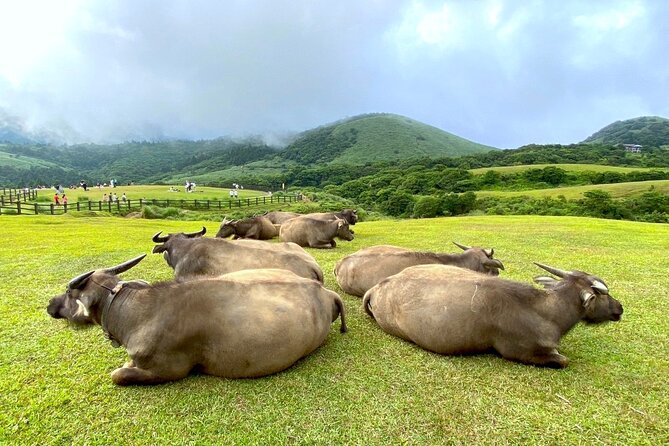 Full-day Tour in Yangmingshan & Beitou from Taipei (Small Group) - Timing, weather, and the cost of a mountain day