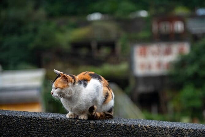 Jiufen, Shifen and Houtong Cat Village Private Tour - Why this Northern Taiwan day trip works