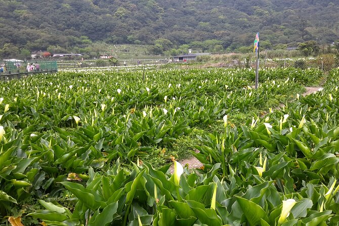 Keelung port pick up day tour ( private group) - What this Keelung day tour is really designed to do