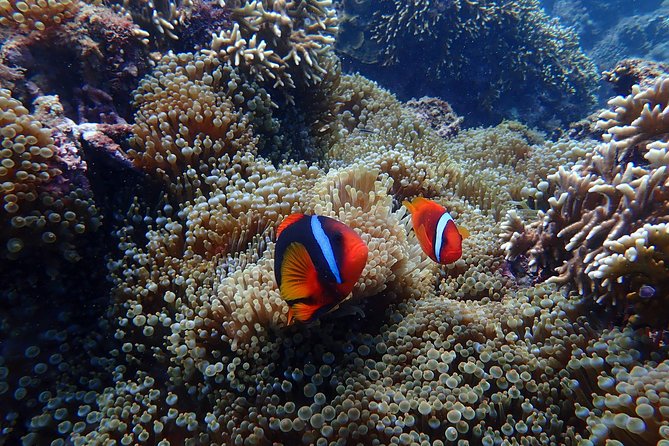 Kenting, Taiwan｜Snorkeling Free underwater photography One-on-one with instructor｜Taiwan Diving Snorkeling - Traveling to the Kenting National Park water site