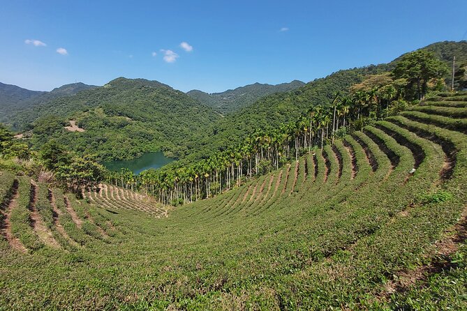 Pinglin Tea Culture & Maokong Day Tour from Taipei - Maokong Gondola: an easy start above southern Taipei
