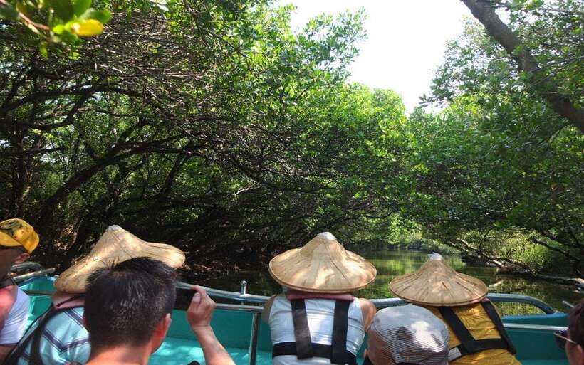 Tainan: Sicao Green Tunnel Scenic Boat Ride - The wetland matters more than the boat