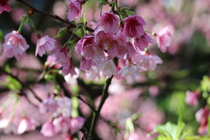 Taipei Cherry Blossom Day Tour to Yangmingshan and Tamsui - Lunch and the trip toward Tamsui