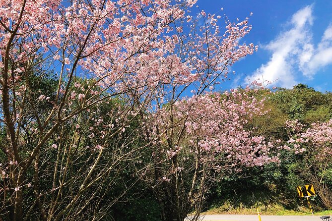 Taipei Cherry Blossom Day Tour to Yangmingshan and Tamsui - Guides, vehicles, and group size