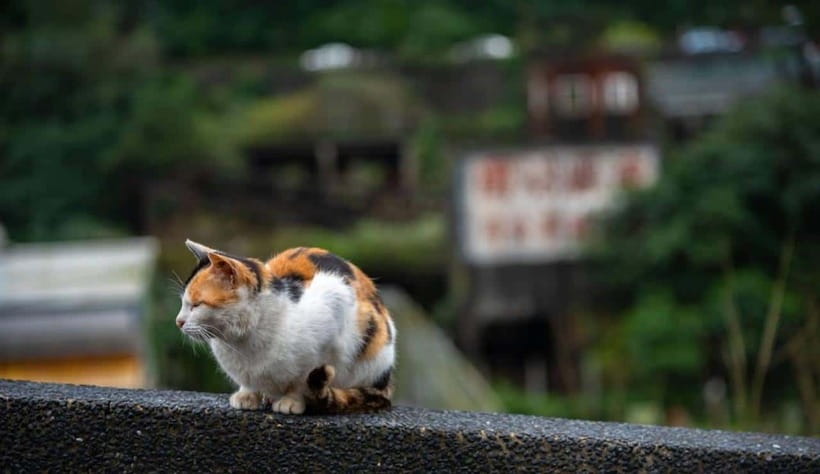 Taipei: Jiufen,Shifen & Houtong Cat Village Private Day Tour - Shifen Waterfall brings nature into the day