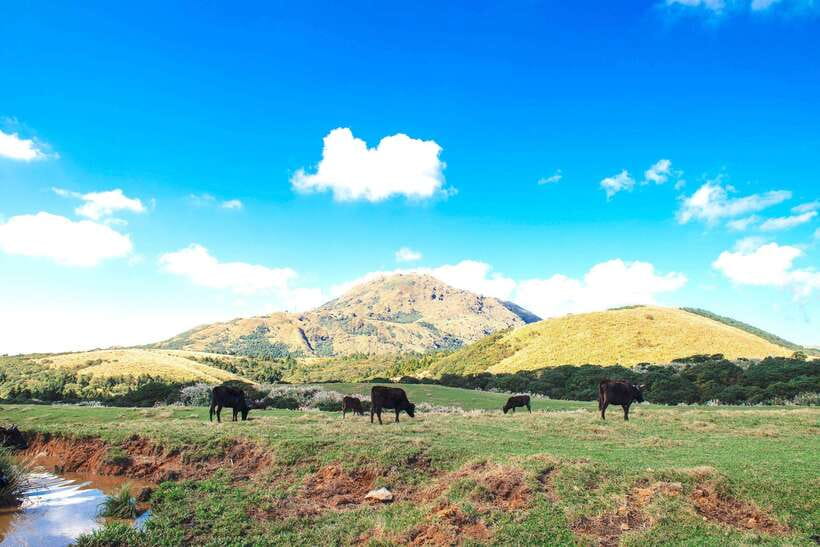 Taipei: Yangmingshan & Beitou Full-Day Tour - Key points to know before booking