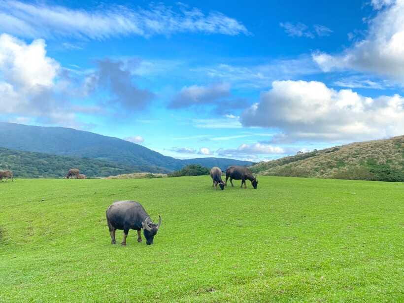 Taipei: Yangmingshan & Beitou Full-Day Tour - Finishing at Shilin Night Market