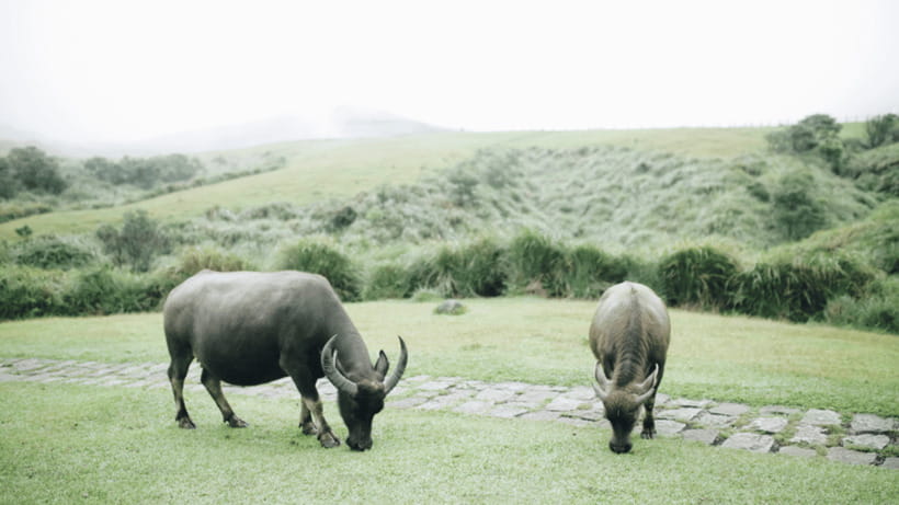 Taipei: Yangmingshan National Park Half-Day Tour - Guides can shape the whole experience