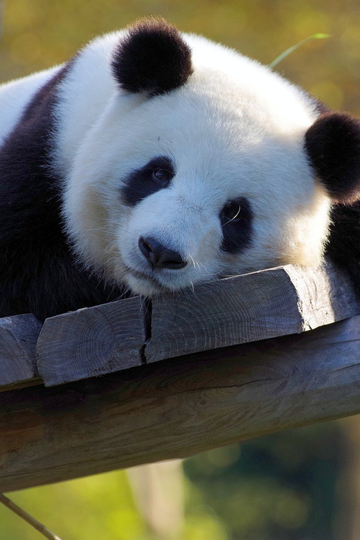 Taipei: Zoo Entrance Ticket - Key points to know before you go