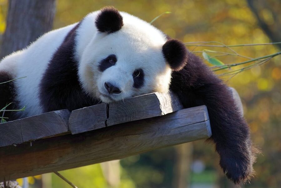 Taipei: Zoo Entrance Ticket - The animal collection, from pandas to penguins