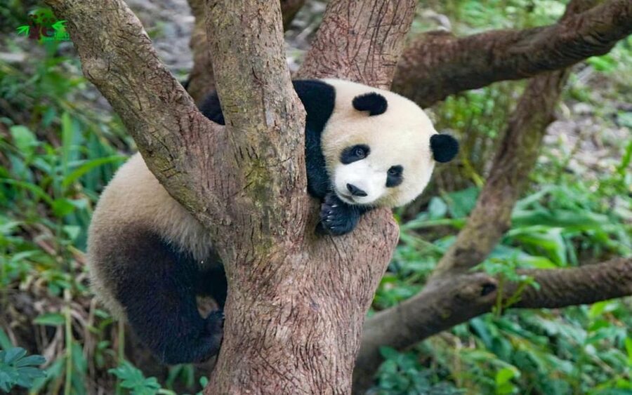 Taipei: Zoo Entrance Ticket - Who should choose the zoo and gondola combo