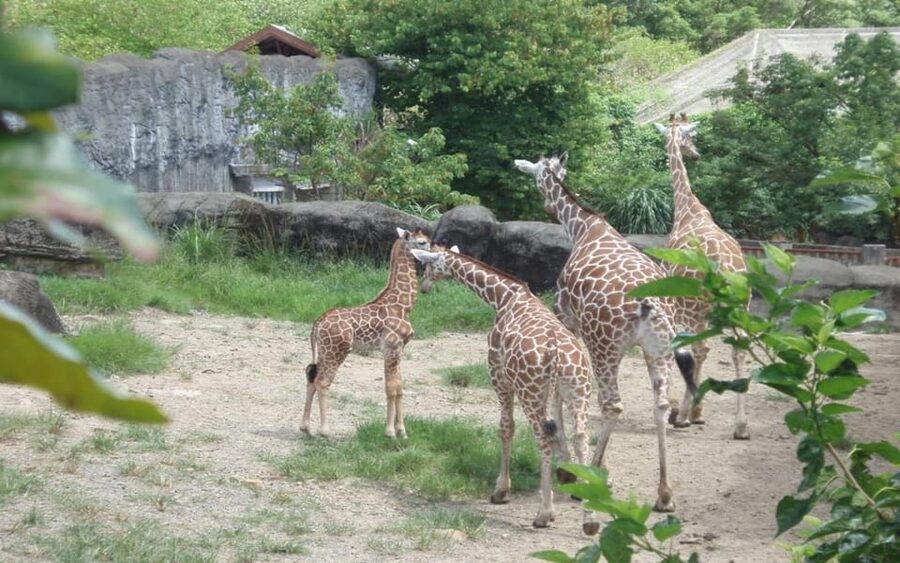 Taipei: Zoo Entrance Ticket - Practical timing for a one-day visit