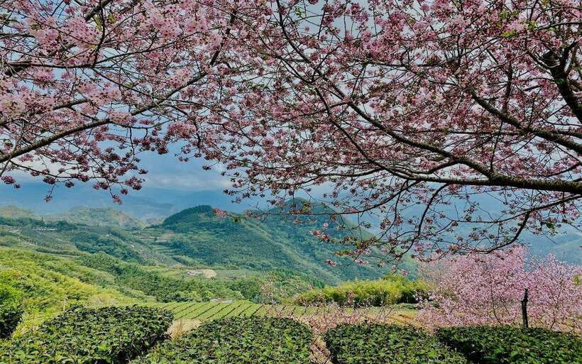 Taiwan: Alishan National Forest Recreation Area E-ticket - What your Alishan day actually looks like