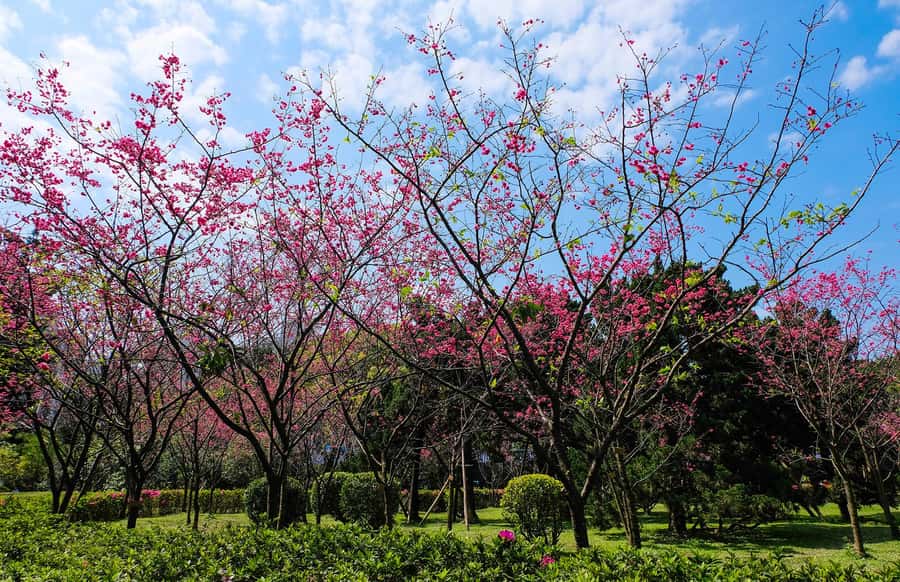 Taiwan Taipei: 8-Hour Customized Taipei City Exploration! - Chiang Kai-shek Memorial Hall and open city space