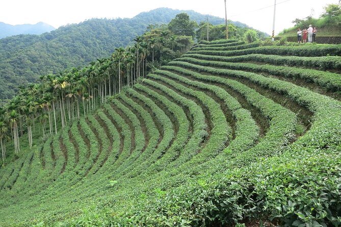 Thousand Island Lake and Pinglin Tea Plantation from Taipei - Key points to know before booking