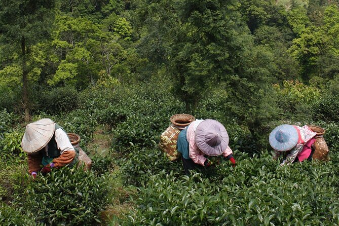 Thousand Island Lake and Pinglin Tea Plantation from Taipei - A quiet change of scene south of Taipei