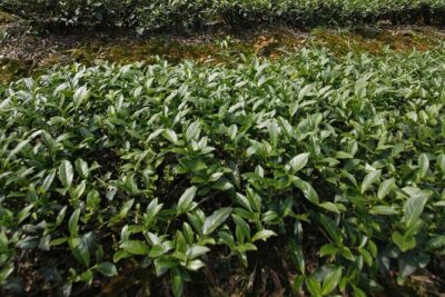 Thousand Island Lake and Pinglin Tea Plantation from Taipei