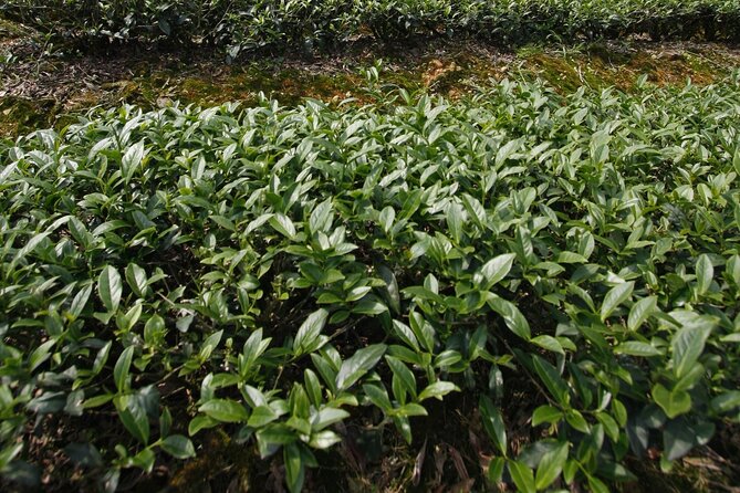 Thousand Island Lake and Pinglin Tea Plantation from Taipei - Thousand Island Lake and Feitsui Reservoir