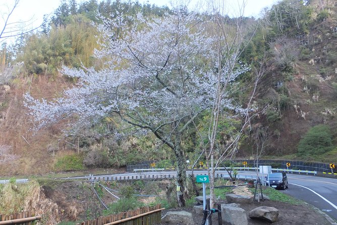 Two-day Sun Moon Lake & Alishan Forest Park Tour Package - Day two in Alishan Forest Recreation Area